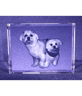 My Favorite Pet, Paper Weight, Sub-Surface Laser